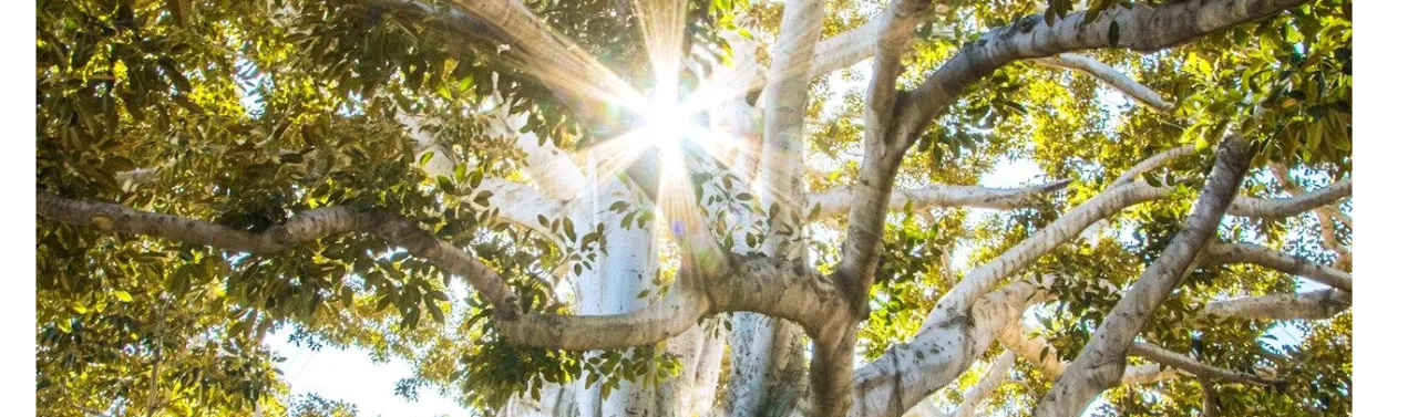 Le Pouvoir des Fées